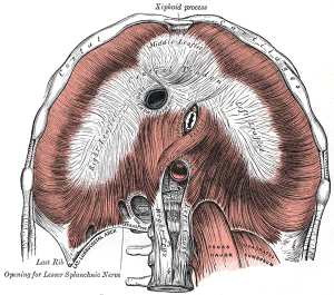 The Diaphragm 